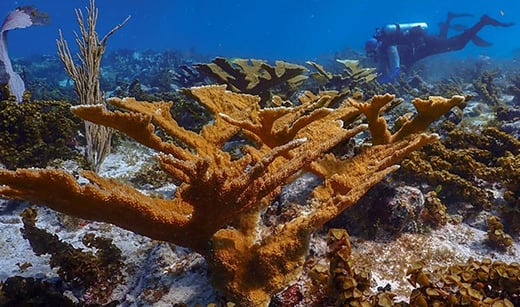 3-25_TNC_blog_600x355