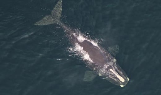 North Atlantic Right Whale NOAA Project